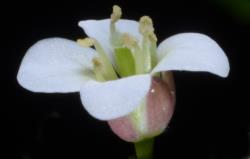 Cardamine chlorina. Side view of flower.
 Image: P.B. Heenan © Landcare Research 2019 CC BY 3.0 NZ